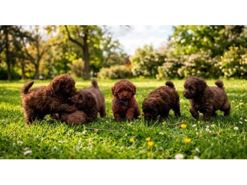 Kore yetişkin ve toy poodle bebekler