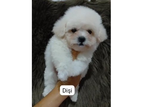 Bichon frise bebekler 3 aylık