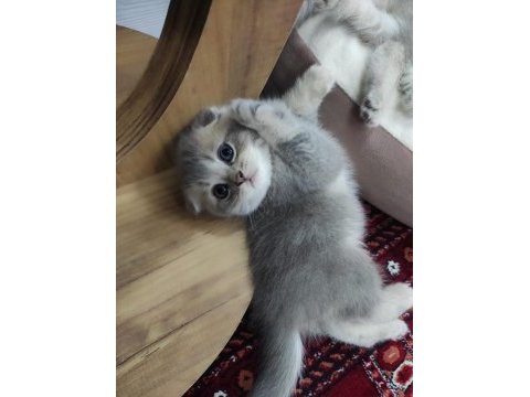 Scottish fold a kalite top kafa golden ay 11