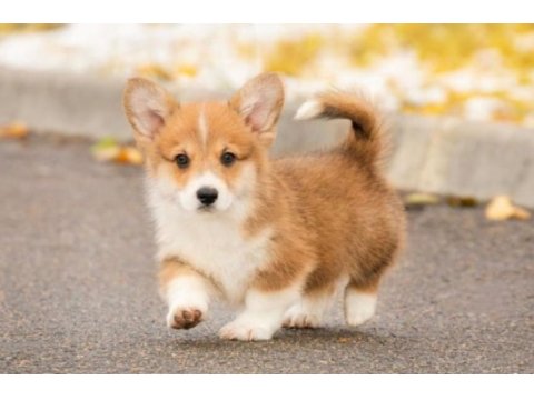 Fci secereli corgi yavruları