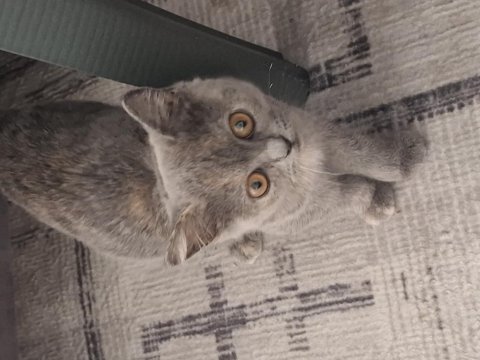 British longhair 3 aylık