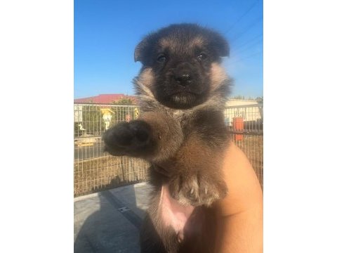 2 aylık safkan dişi alman çoban köpeği son yavru