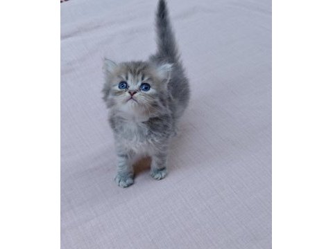 A kalite british longhair silver point