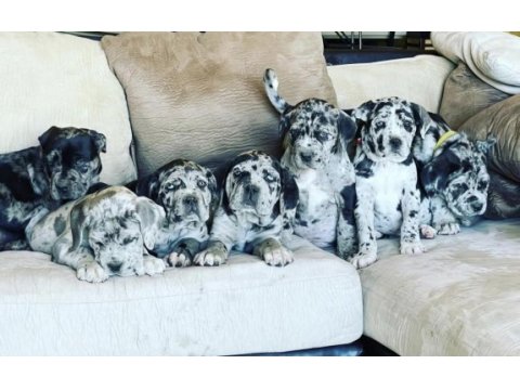 En nadiri bizde merle ve blue tan egzotik cane corso lar