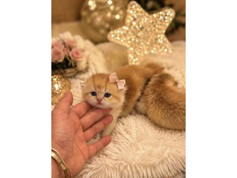 Golden british shorthair yavrular