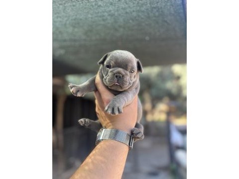 Egzotik blue french bulldog
