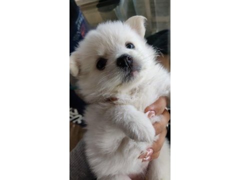 60 65 günlük samoyed yavruları