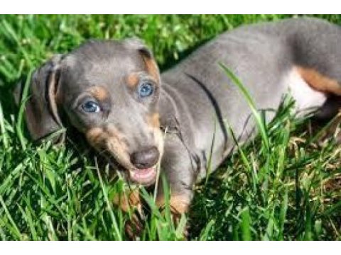 Renk renk bir çok seçenek ile egzotik dachshund