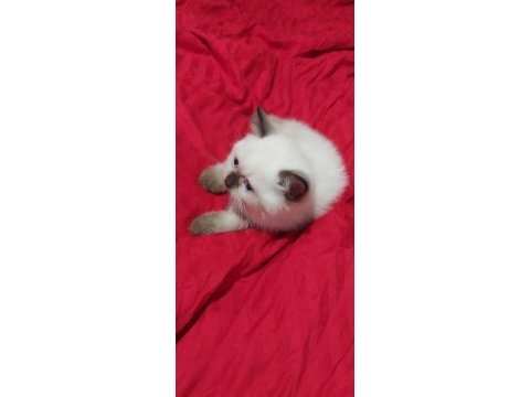 British blue point shorthair yavrularımız