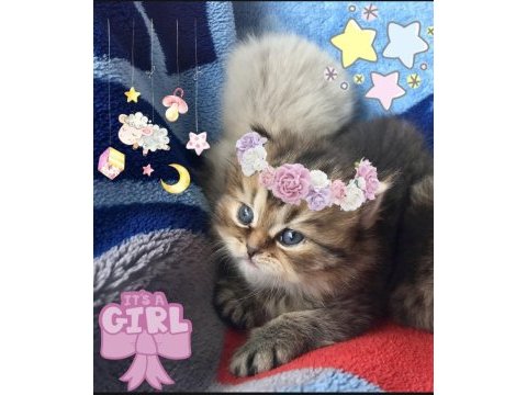 Safkan chinchilla