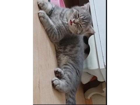 Minik şirin kedim