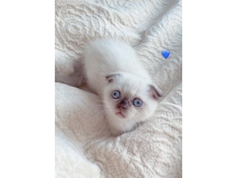 Scottish fold merkür dişi kalıcı yuva arıyoruz