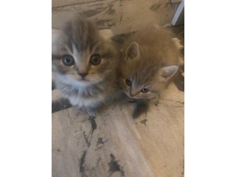 45 günlük bebek kediler