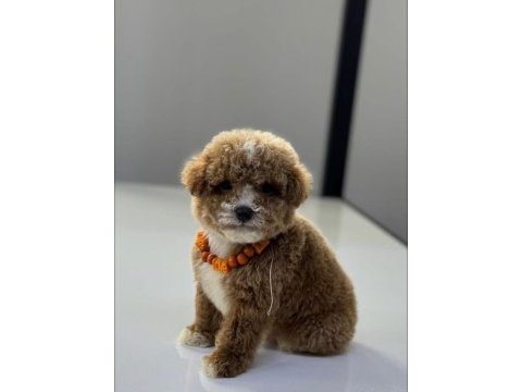 Apricot toy poodle bebeklerimiz