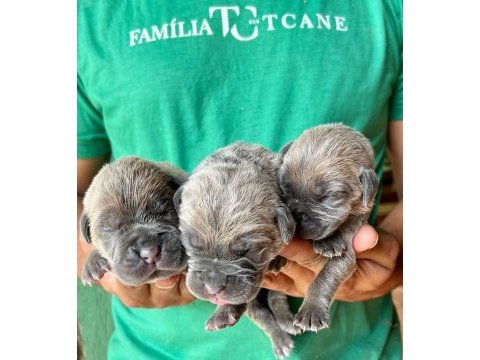 Cane corso yavrumuz
