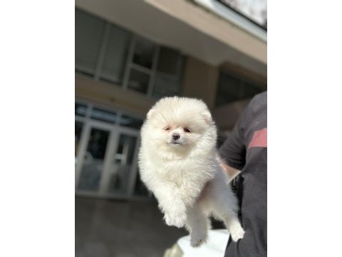 Pomeranian boo yavruları