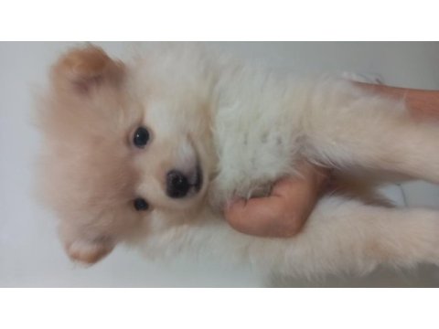 2 aylık pomeranian yavrular