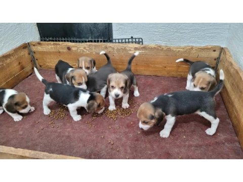 Safkan ırk garantili beagle yavrular
