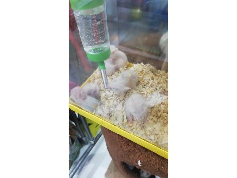 Gonzales, suriye hamster ve panda mice