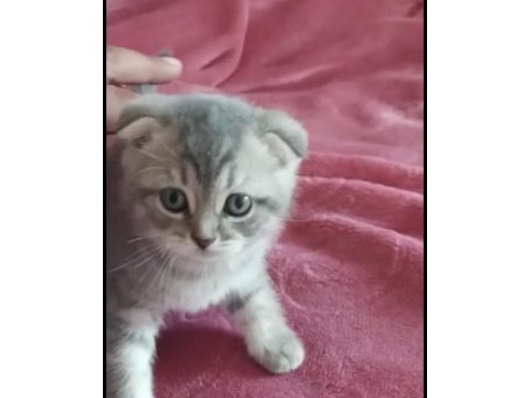 Scottish fold dişi
