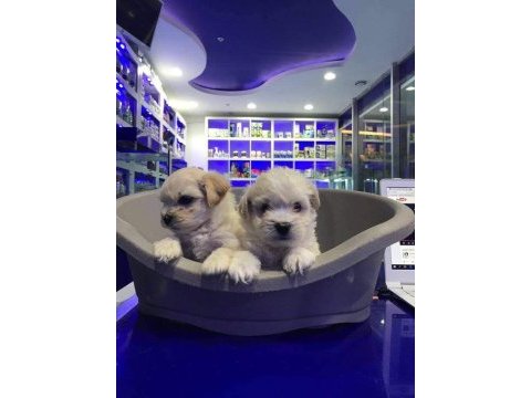 Maltese terrier