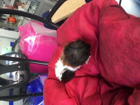 Veteriner teknikerinden bebek guinea pig yavruları