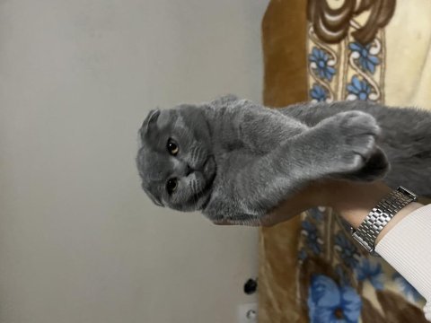 Yavru scottish fold