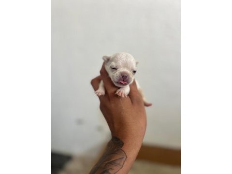 Exotic french bulldog yavrularım rezerveye açıktır