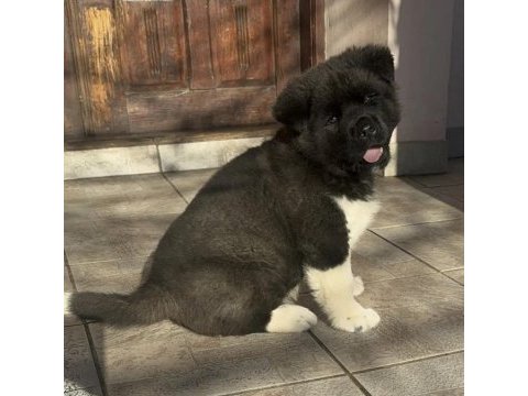 Safkan american akita yavruları