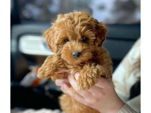 Maltipoo yavrularımız tüy dökmezler