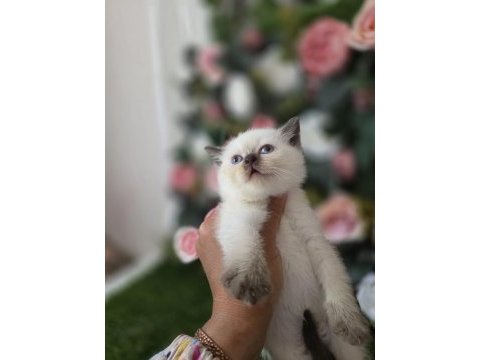 Scottish fold ve british yavrularımız