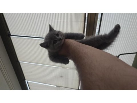 1.5 aylık british shorthair yavrumuz