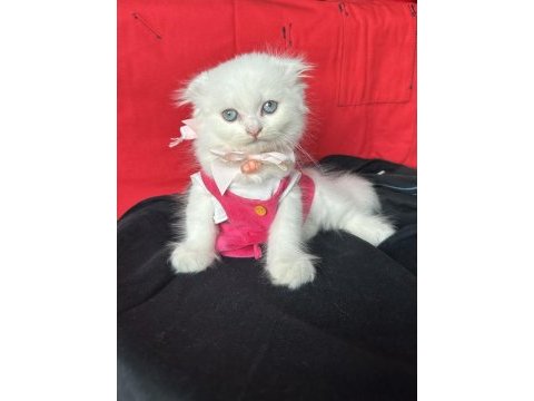 Scottish fold mavi gözlü