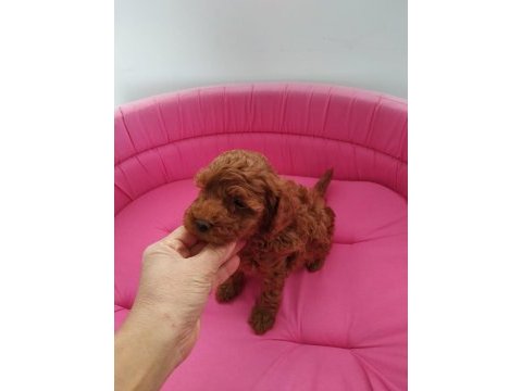 Petmode köpek çiftliğinde ziyarete açık toy poodle