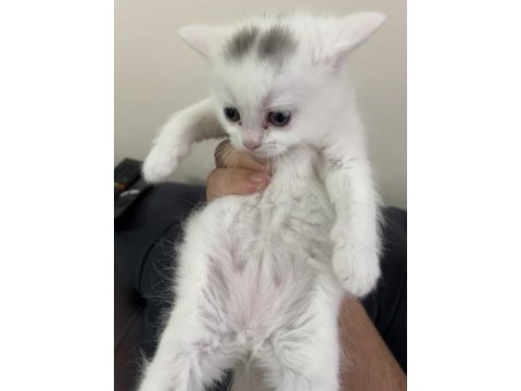 British shorthair yavrular