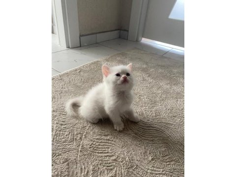 2 aylık british shorthair beyaz