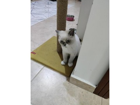 British shorthair blue point erkek yavrumuz