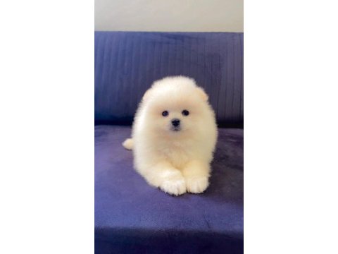 Safkan pomeranian boo yavruları