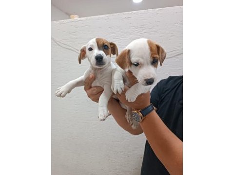Jack russell yavrularımız ırk garantilidir