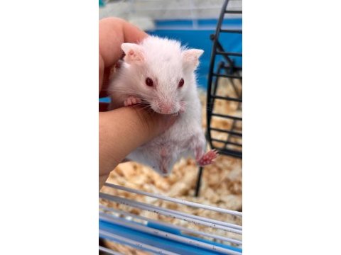 Bir kahve rengi bir süt beyaz 2 adet hamster