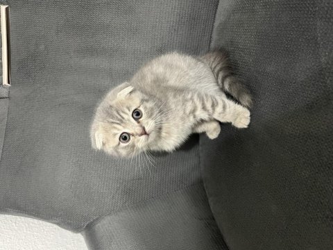 Scottish fold british shorthair