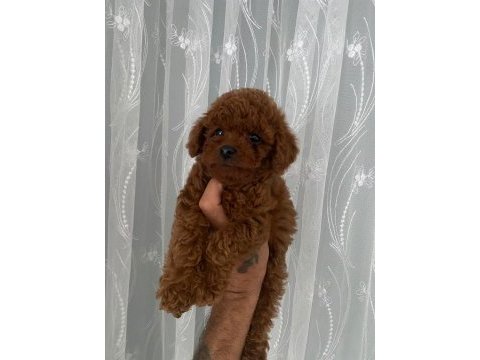 Kore erkek toy poodle bebekler