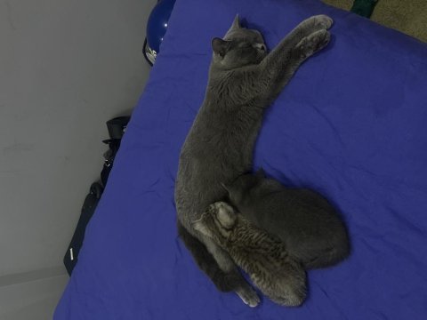 2 aylık british shorthair