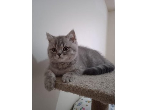 British shorthair prensesimiz yeni ailesini arıyor