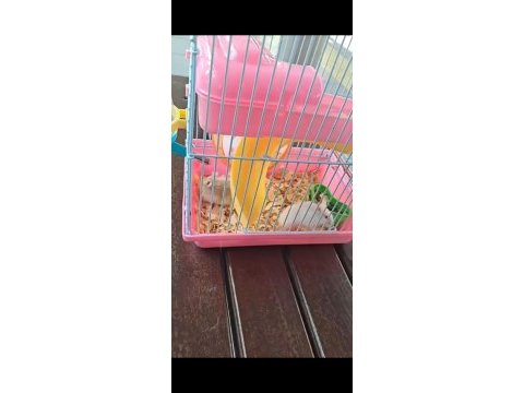 Satılık hamster yavrusu daha ufak kafesi ile verilecek