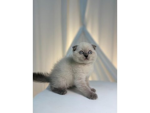 Irk ve sağlık garantili scottish fold yavrularımız