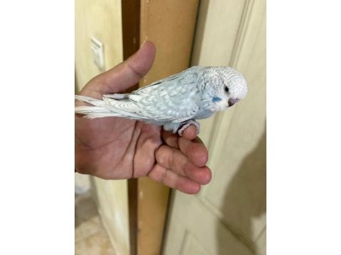 36 günlük jumbo erkek bebek muhabbet kuşu