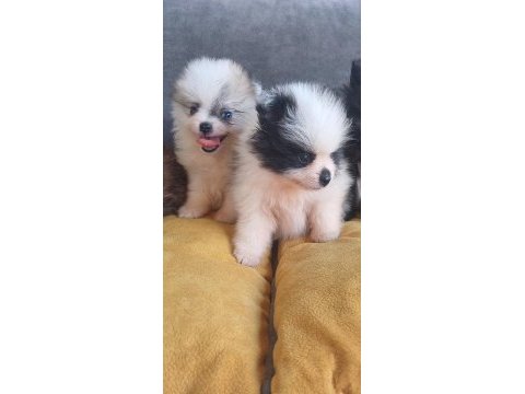 Pomeranian yavrular