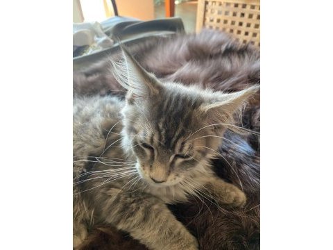 Anne altından maine coon