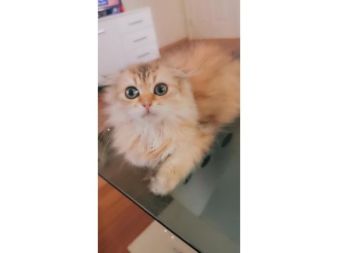 Full şecereli şampiyon ebeveynlere sahip scottish fold